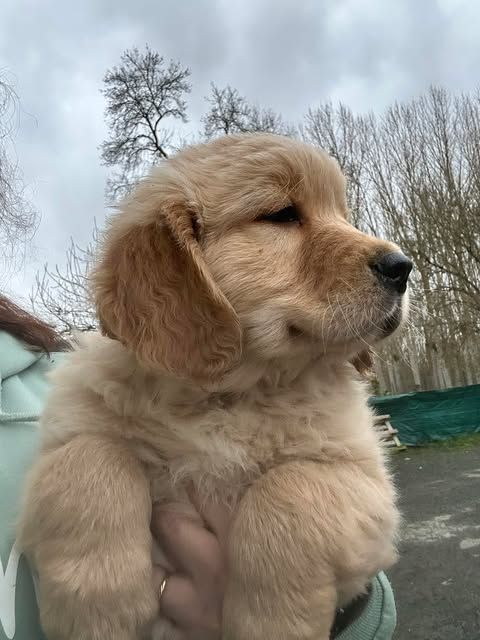 Des Gardiennes De La Vallée Du Cher - Chiot disponible  - Golden Retriever