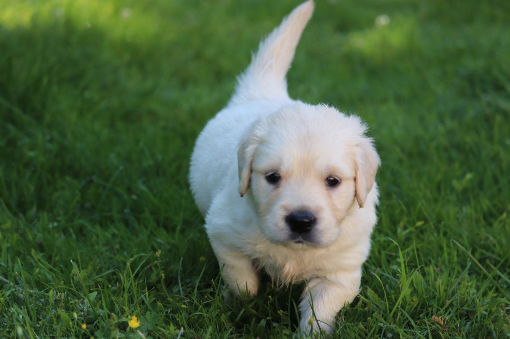 Des Gardiennes De La Vallée Du Cher - Chiot disponible  - Golden Retriever