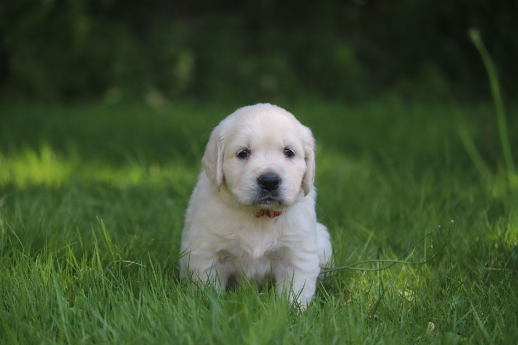 Des Gardiennes De La Vallée Du Cher - Chiot disponible  - Golden Retriever