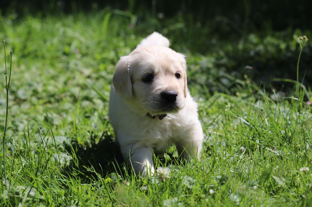 Des Gardiennes De La Vallée Du Cher - Chiot disponible  - Golden Retriever