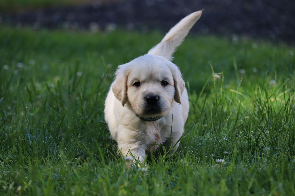 Des Gardiennes De La Vallée Du Cher - Chiot disponible  - Golden Retriever