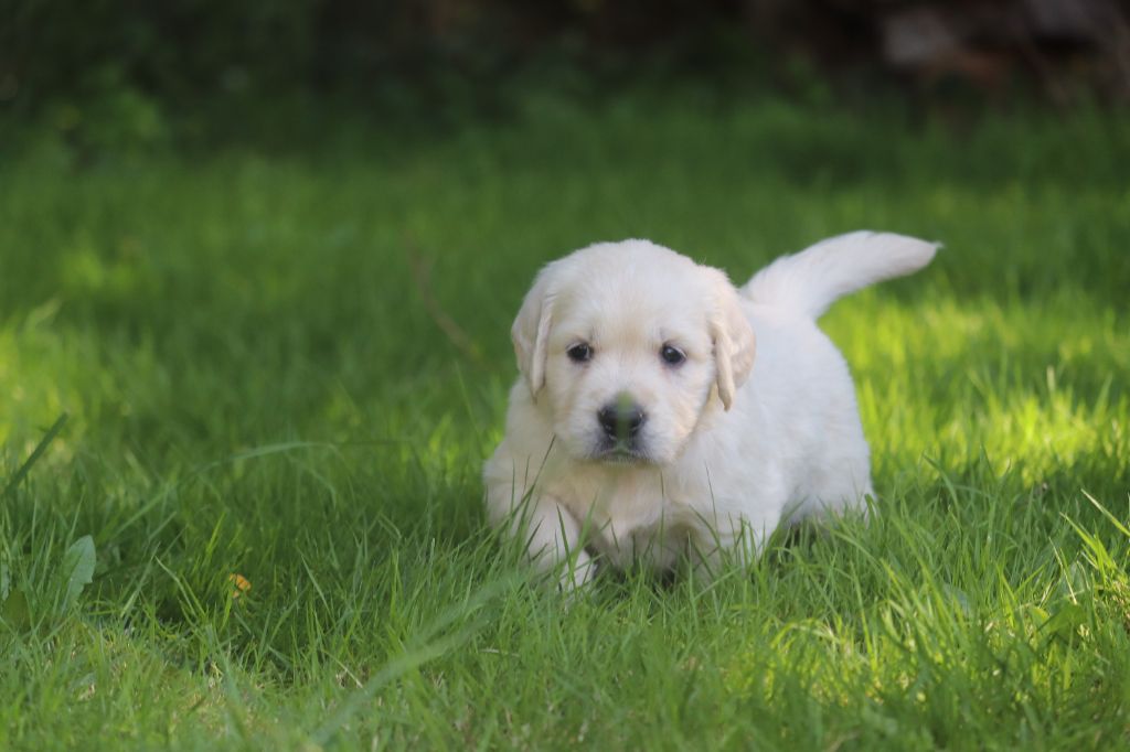 Des Gardiennes De La Vallée Du Cher - Chiot disponible  - Golden Retriever