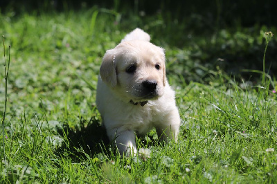 CHIOT 6 collier noir et blanc