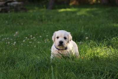 CHIOT 1 collier bleu