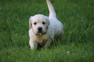 CHIOT 1 collier bleu