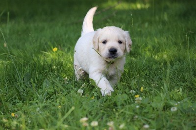 CHIOT 6 collier noir et blanc