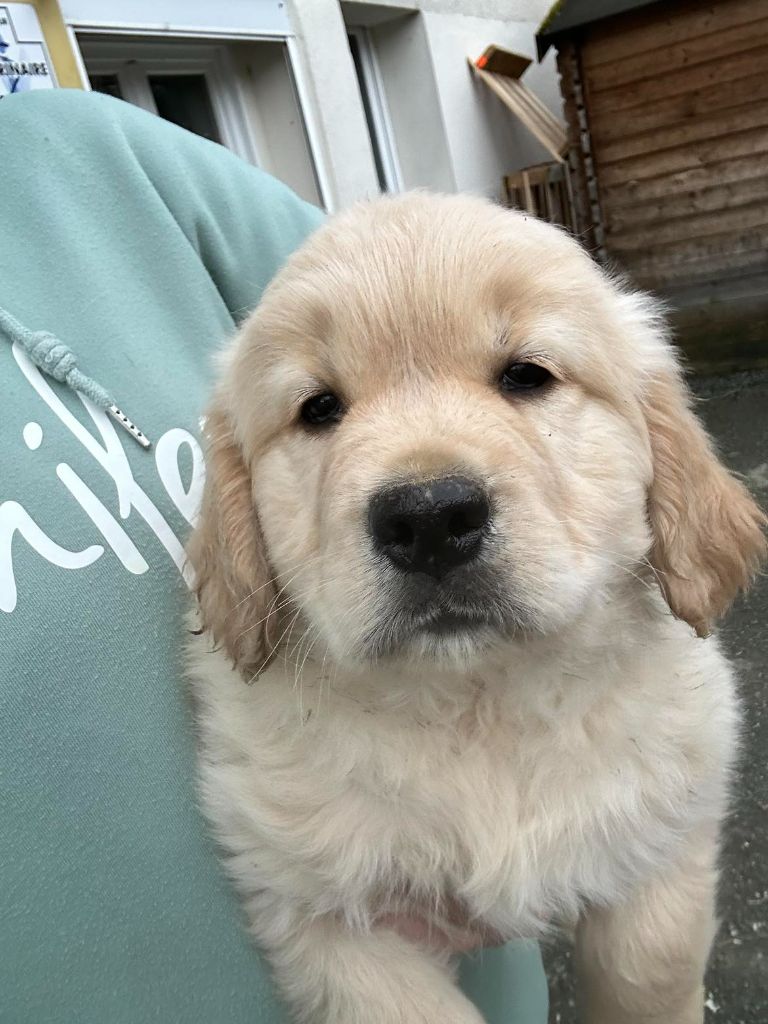 Des Gardiennes De La Vallée Du Cher - Chiot disponible  - Golden Retriever