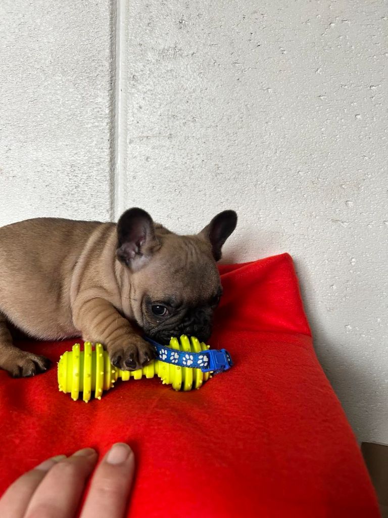 Des Gardiennes De La Vallée Du Cher - Chiot disponible  - Bouledogue français