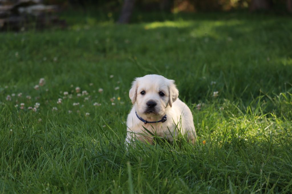 Des Gardiennes De La Vallée Du Cher - Chiot disponible  - Golden Retriever