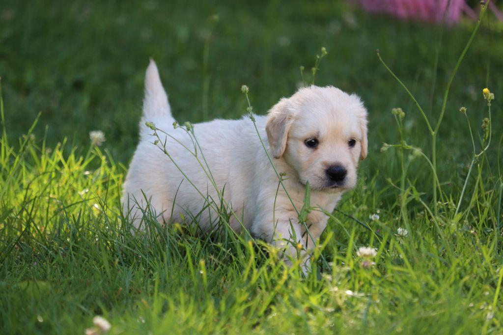 Des Gardiennes De La Vallée Du Cher - Chiot disponible  - Golden Retriever