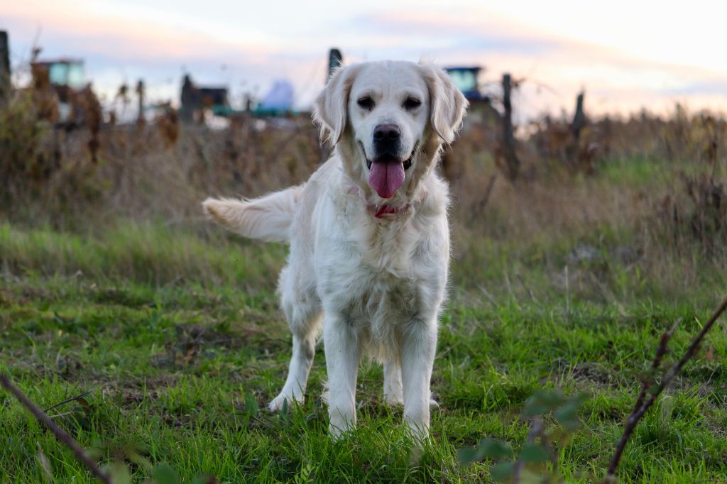 Toundra du Clos Saint Agathe