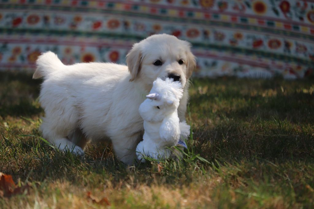 Ils ont vue le vétérinaire..