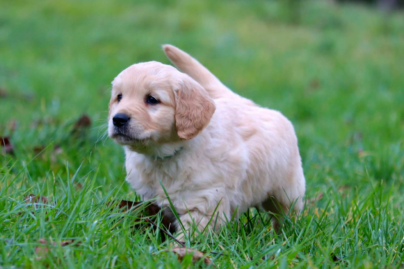 Chiots disponibles fin janvier