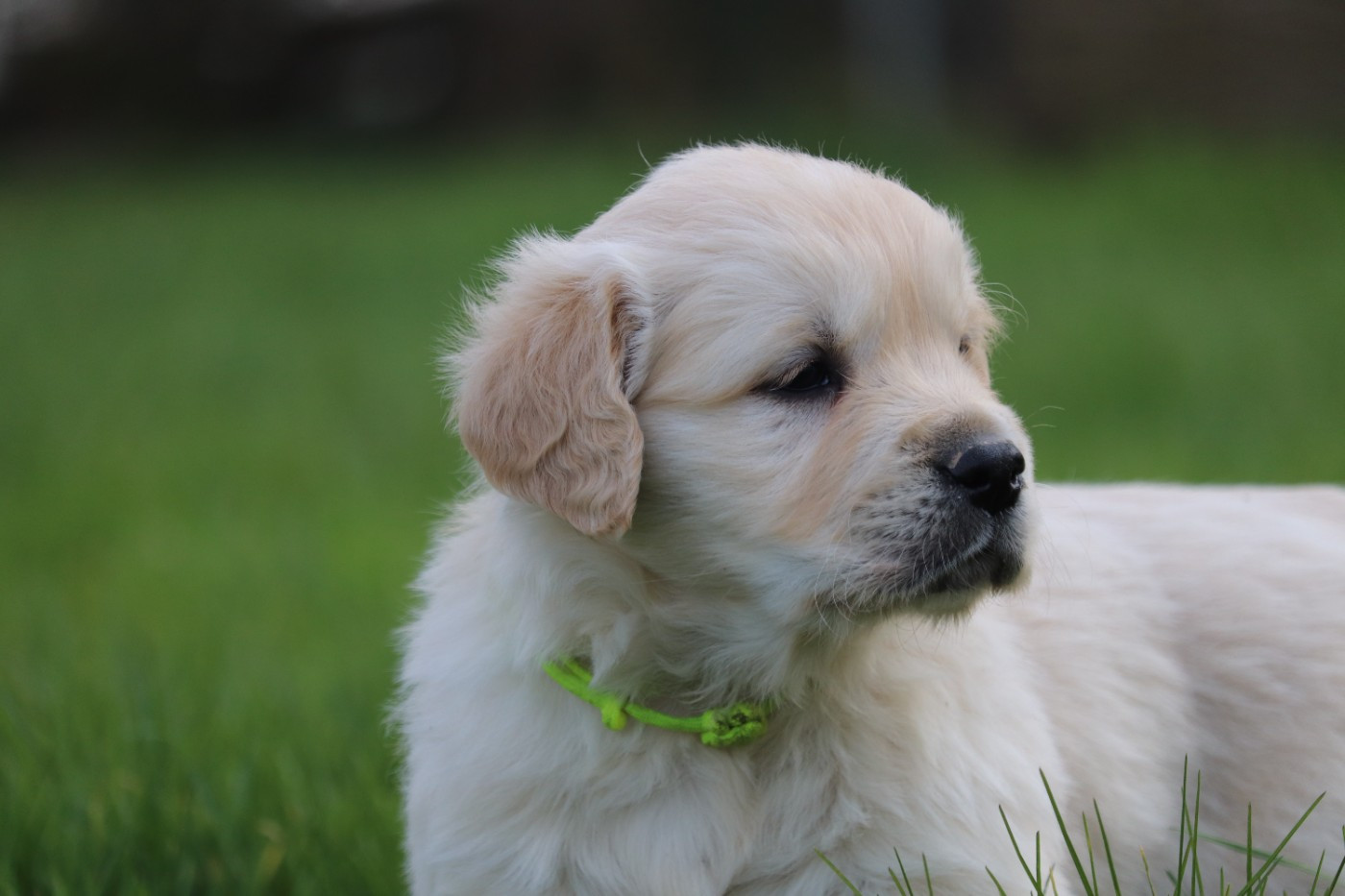 Résevations des chiots golden sont ouvertes