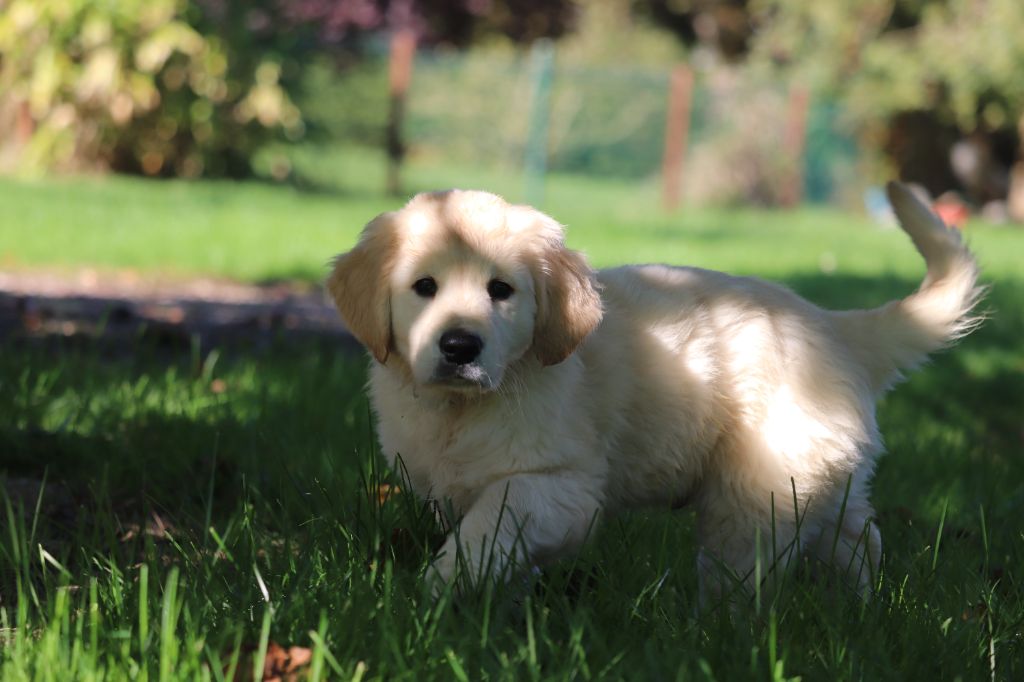 Les chiots profites du soleil