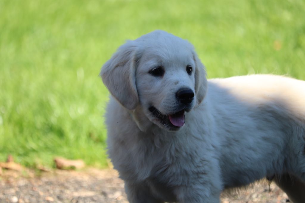 Il recherche une famille.....