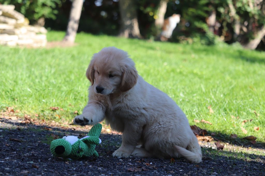 Des Gardiennes De La Vallée Du Cher - Chiots disponibles - Golden Retriever