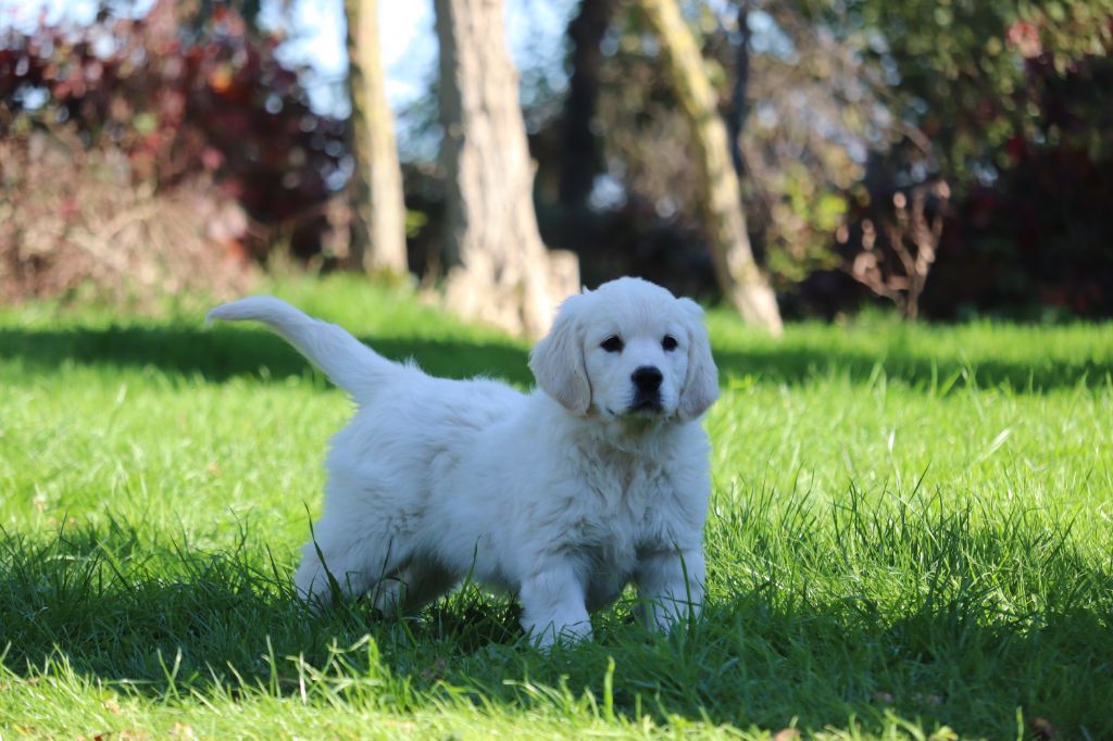 Des Gardiennes De La Vallée Du Cher - Chiots disponibles - Golden Retriever