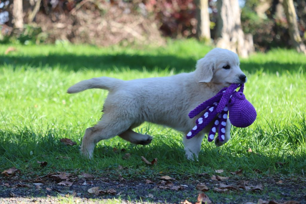 Des Gardiennes De La Vallée Du Cher - Chiots disponibles - Golden Retriever
