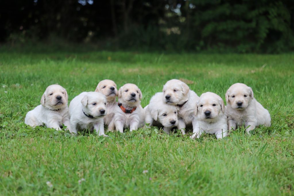 Chiot Golden Retriever Des Gardiennes De La Vallée Du Cher