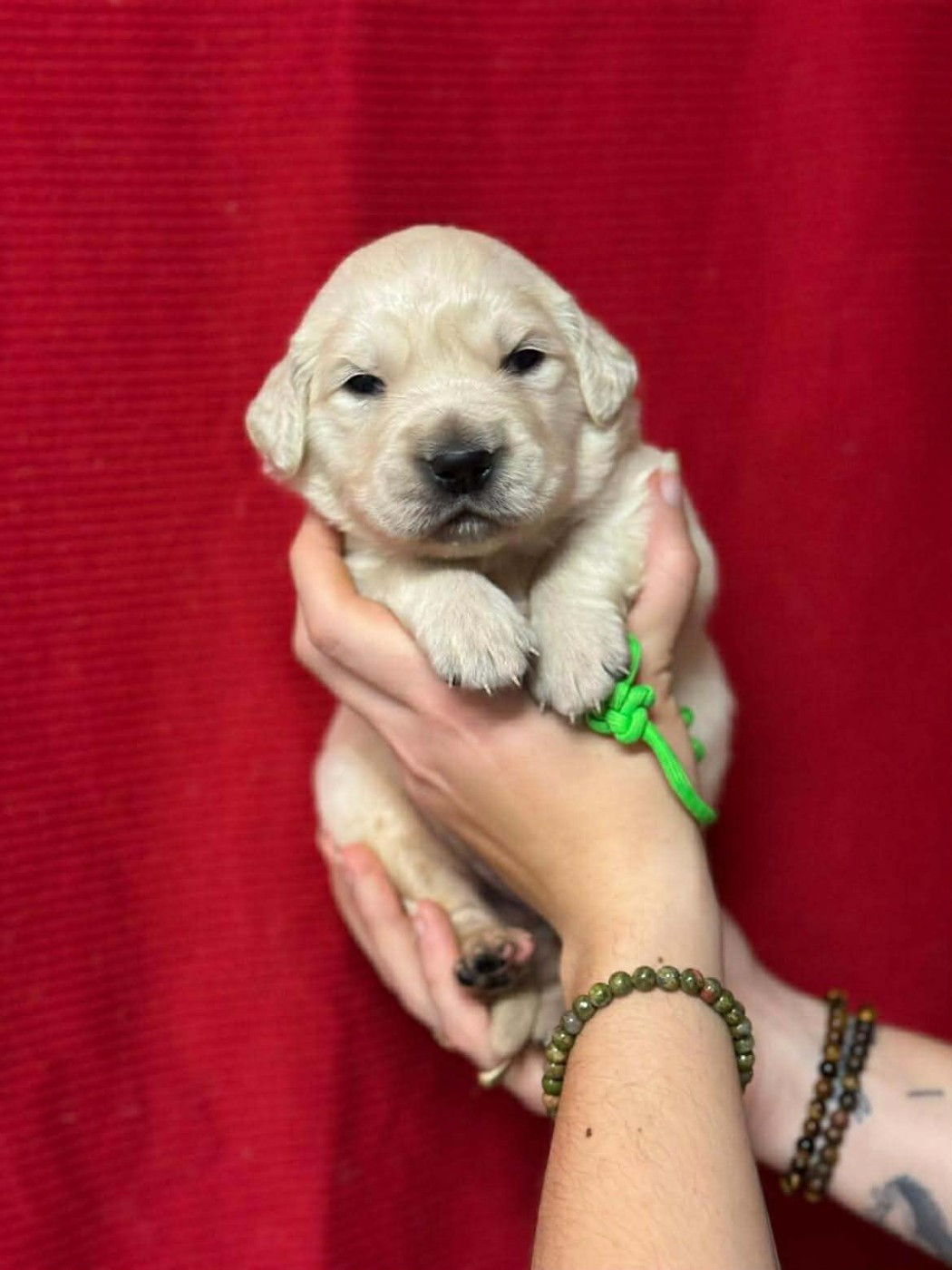 Des Gardiennes De La Vallée Du Cher - Chiots disponibles - Golden Retriever