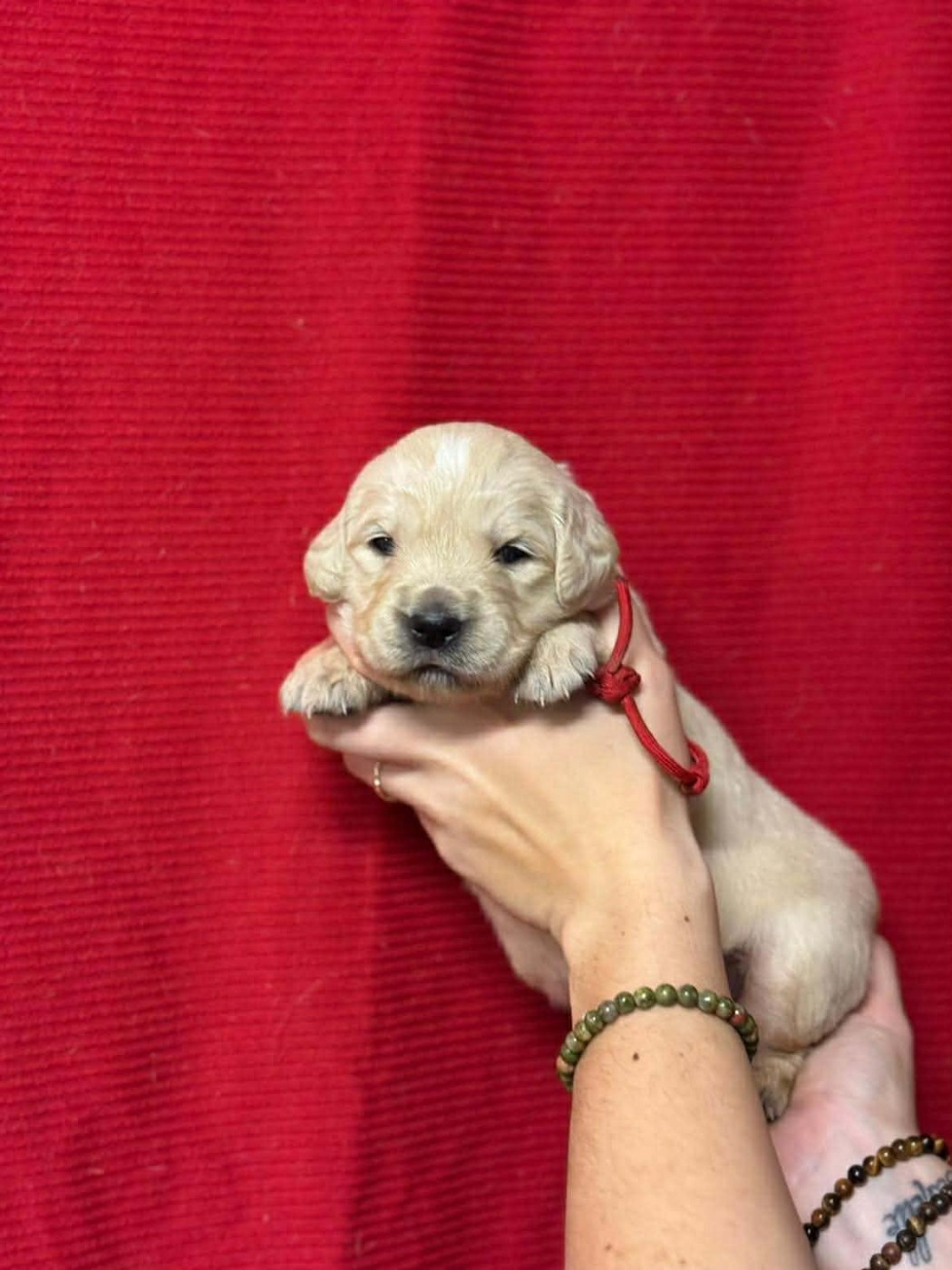 Des Gardiennes De La Vallée Du Cher - Chiots disponibles - Golden Retriever