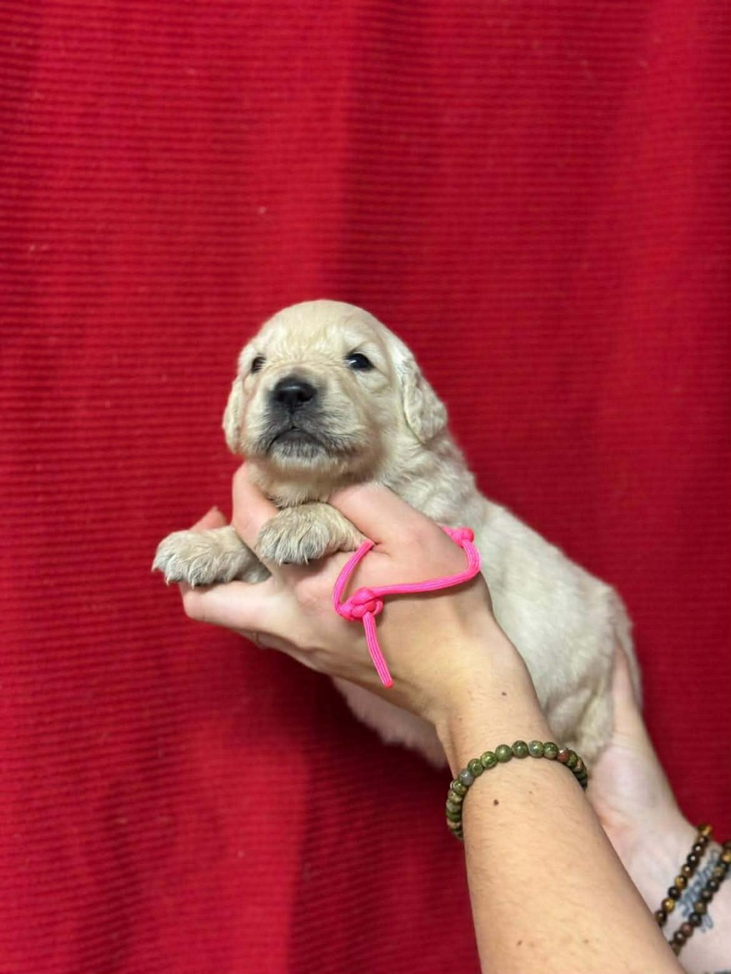 Des Gardiennes De La Vallée Du Cher - Chiots disponibles - Golden Retriever