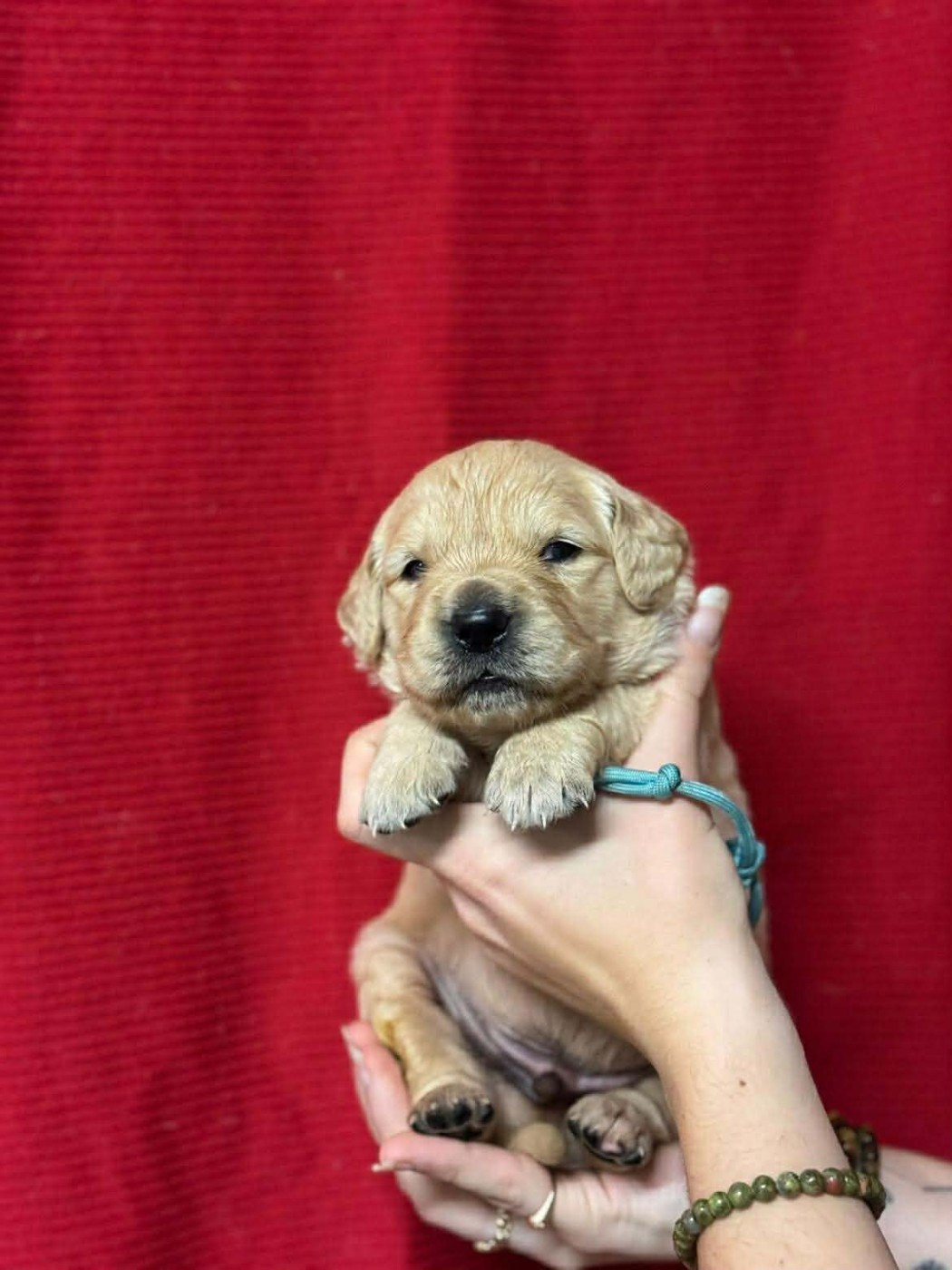 Des Gardiennes De La Vallée Du Cher - Chiots disponibles - Golden Retriever
