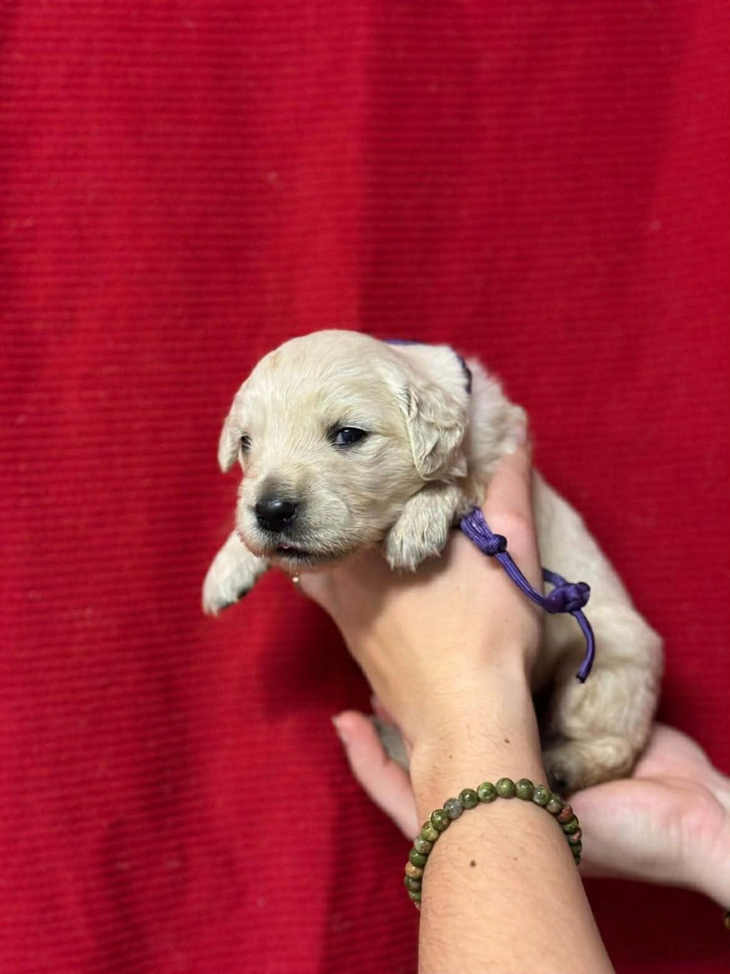 Des Gardiennes De La Vallée Du Cher - Chiots disponibles - Golden Retriever