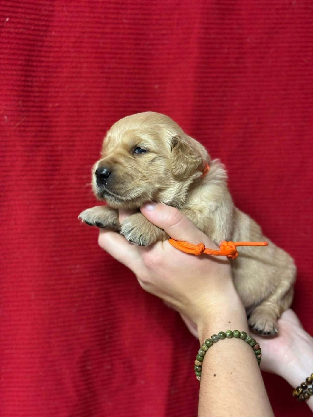 Des Gardiennes De La Vallée Du Cher - Chiots disponibles - Golden Retriever