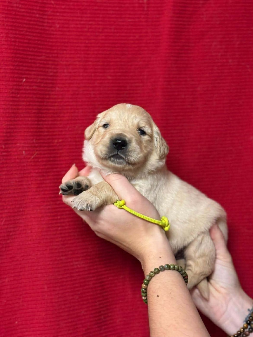 Des Gardiennes De La Vallée Du Cher - Chiots disponibles - Golden Retriever