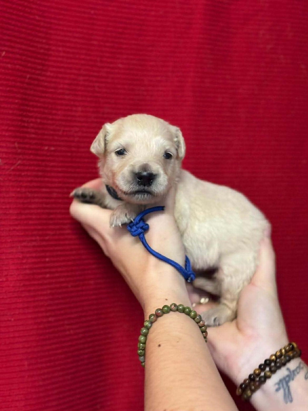 Des Gardiennes De La Vallée Du Cher - Chiots disponibles - Golden Retriever