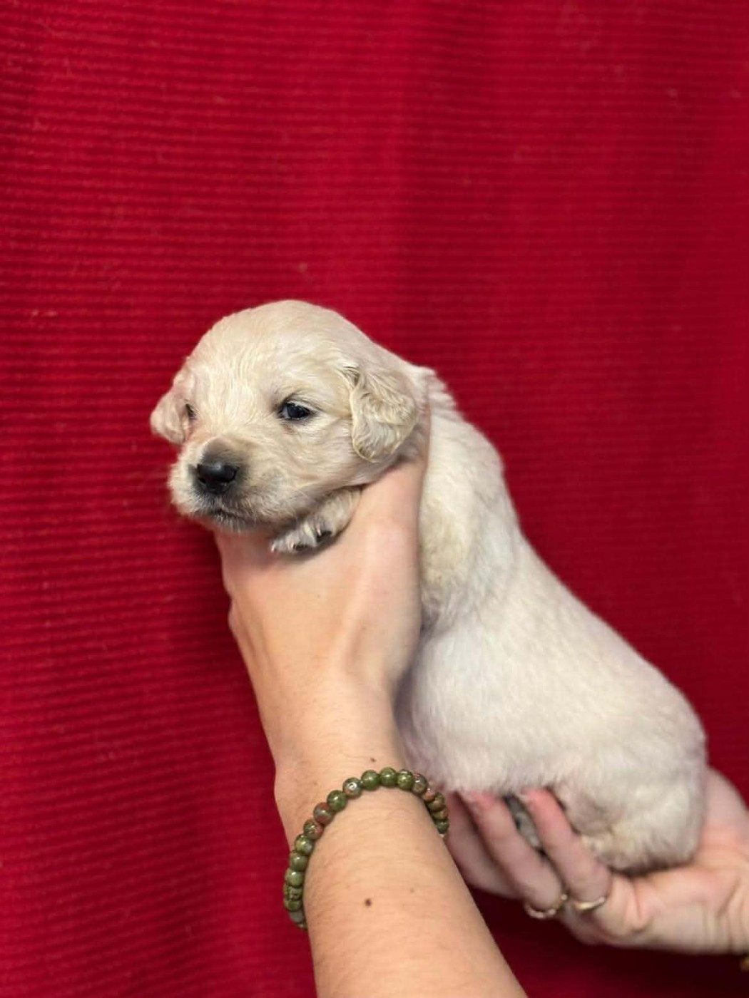 Des Gardiennes De La Vallée Du Cher - Chiots disponibles - Golden Retriever