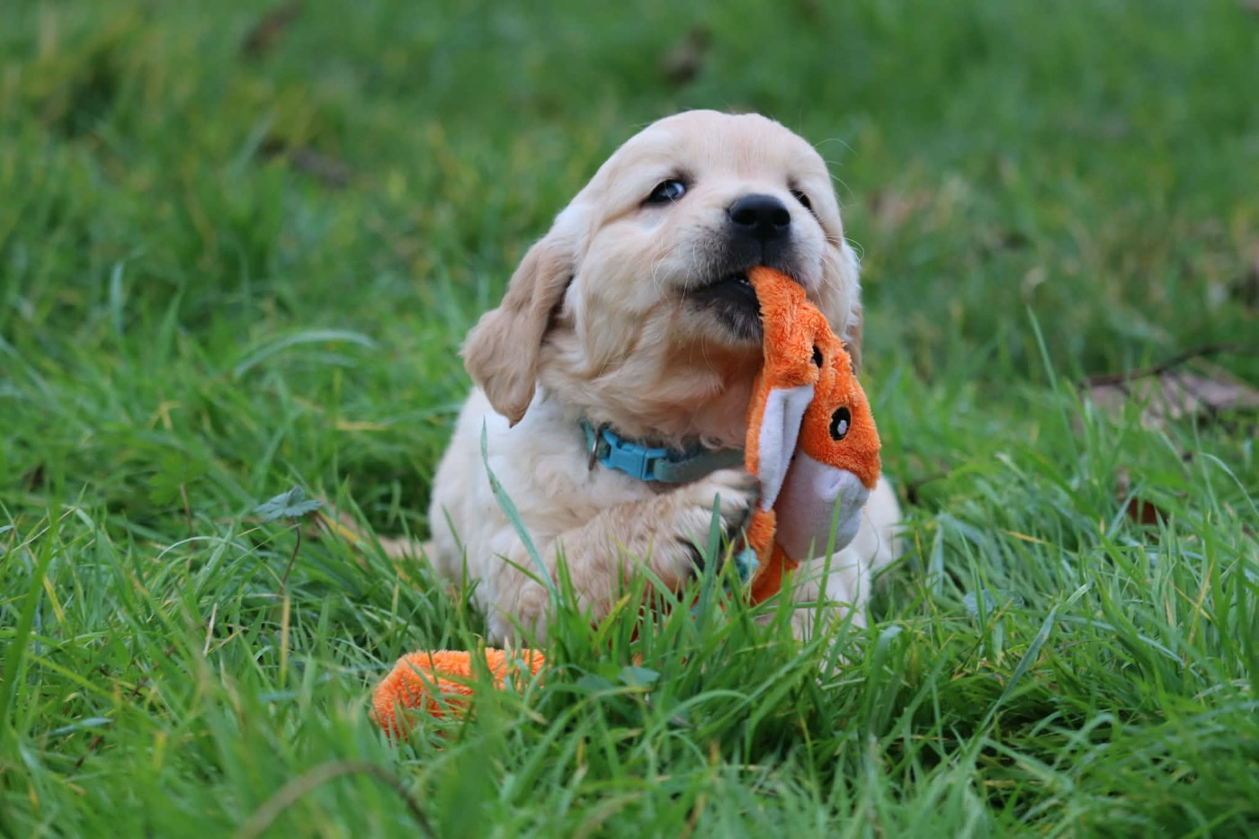 Des Gardiennes De La Vallée Du Cher - Chiots disponibles - Golden Retriever