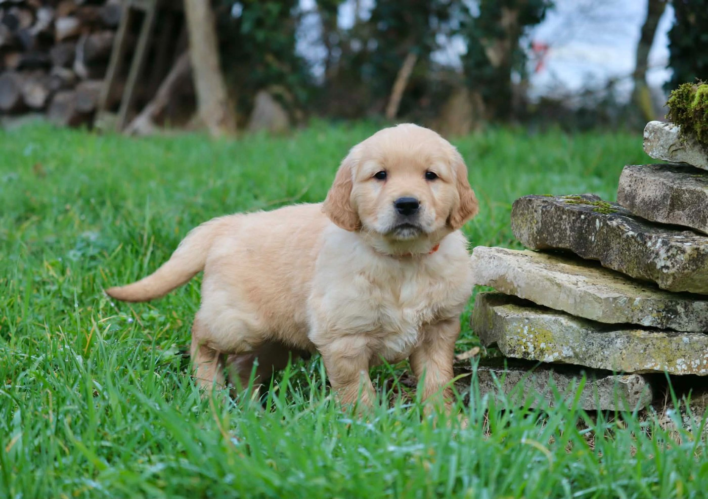 Des Gardiennes De La Vallée Du Cher - Chiots disponibles - Golden Retriever