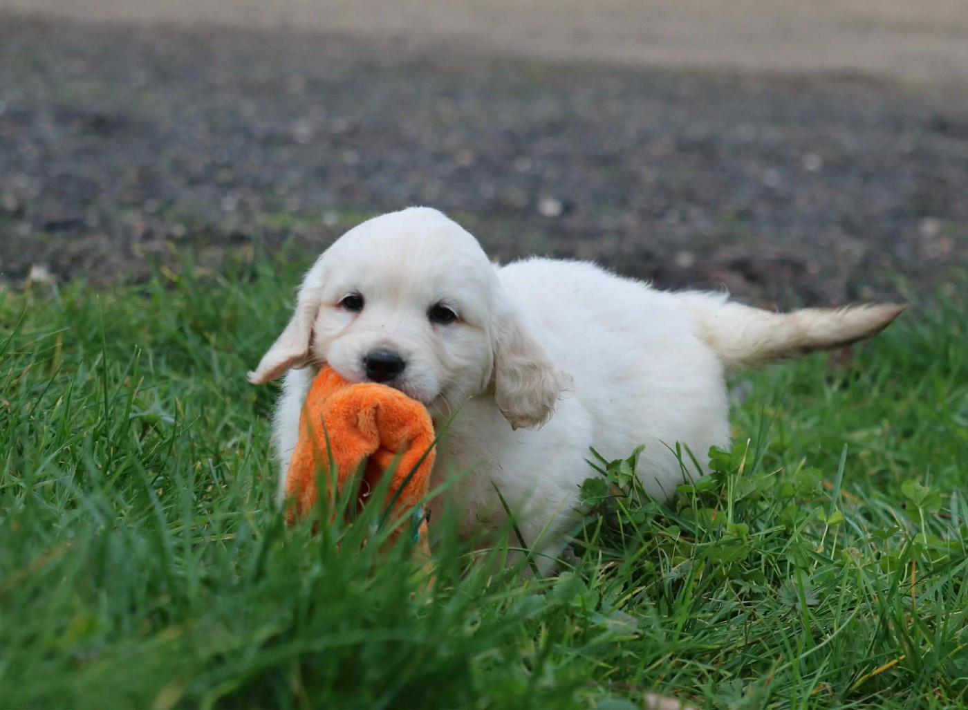 Des Gardiennes De La Vallée Du Cher - Chiots disponibles - Golden Retriever