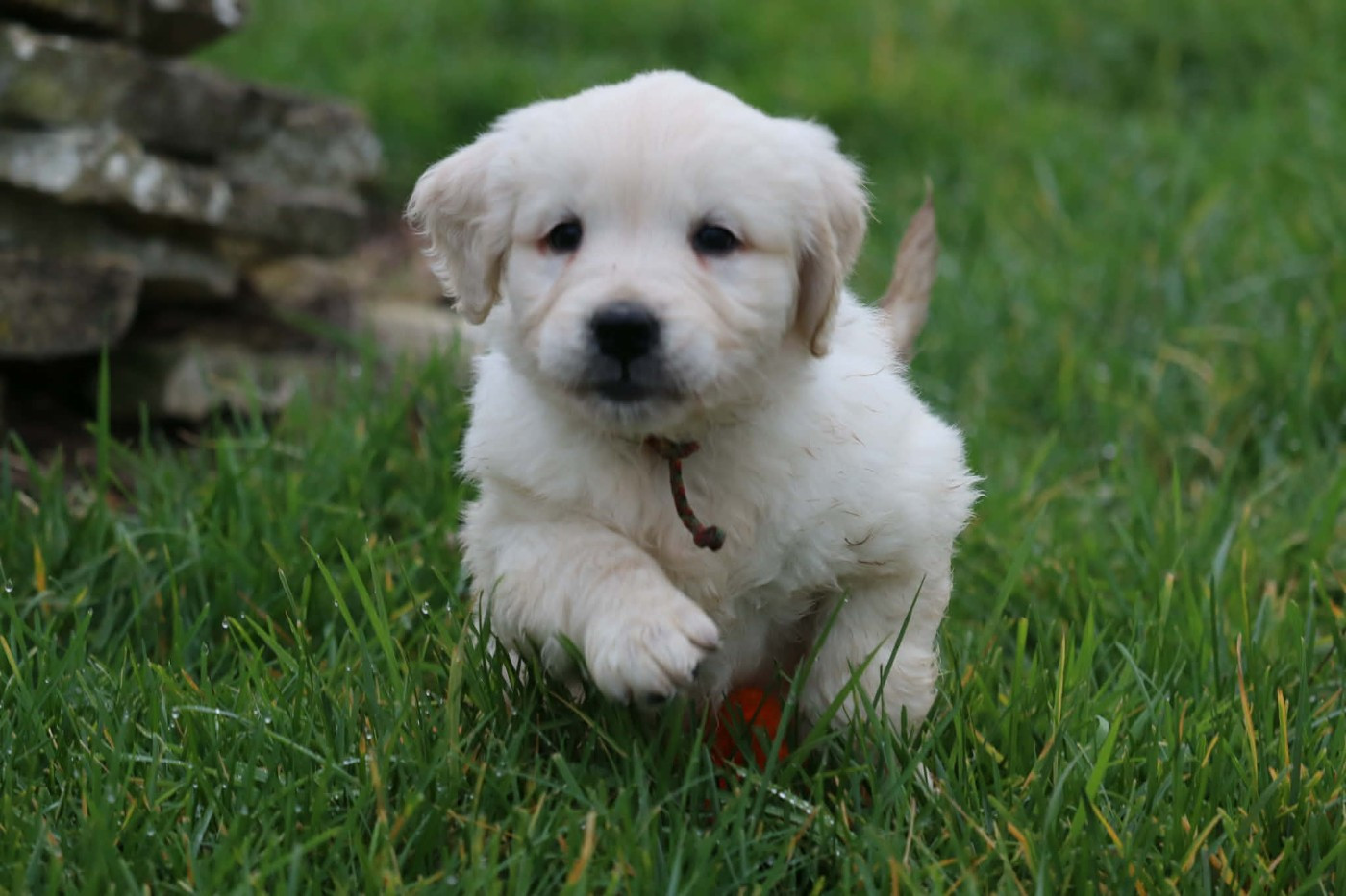 Des Gardiennes De La Vallée Du Cher - Chiots disponibles - Golden Retriever