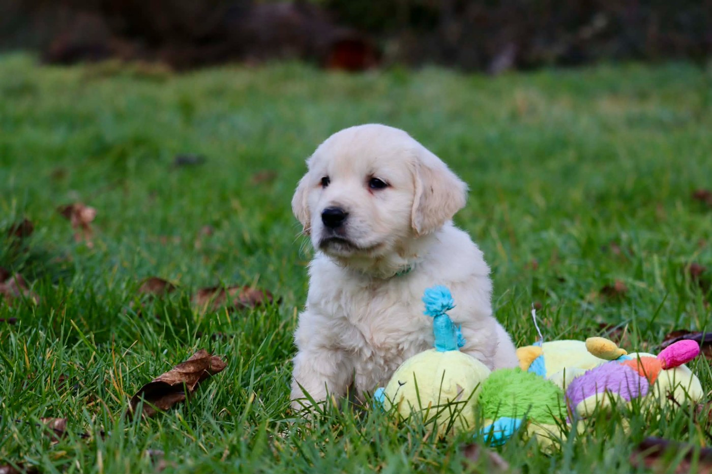 Des Gardiennes De La Vallée Du Cher - Chiots disponibles - Golden Retriever