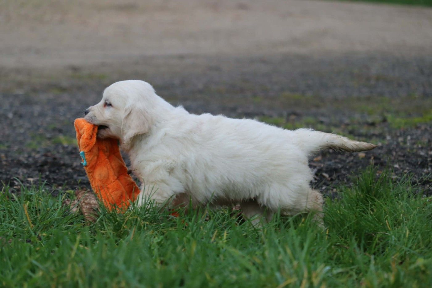 Chiot Golden Retriever Des Gardiennes De La Vallée Du Cher
