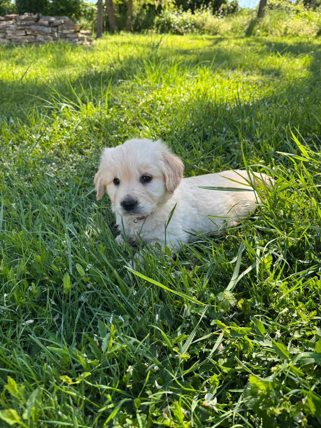 Des Gardiennes De La Vallée Du Cher - Chiots disponibles - Golden Retriever