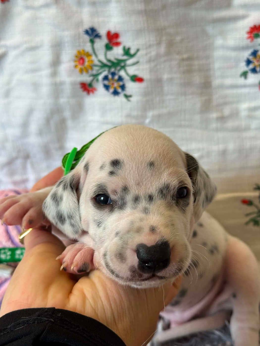 Des Gardiennes De La Vallée Du Cher - Chiots disponibles - Dalmatien