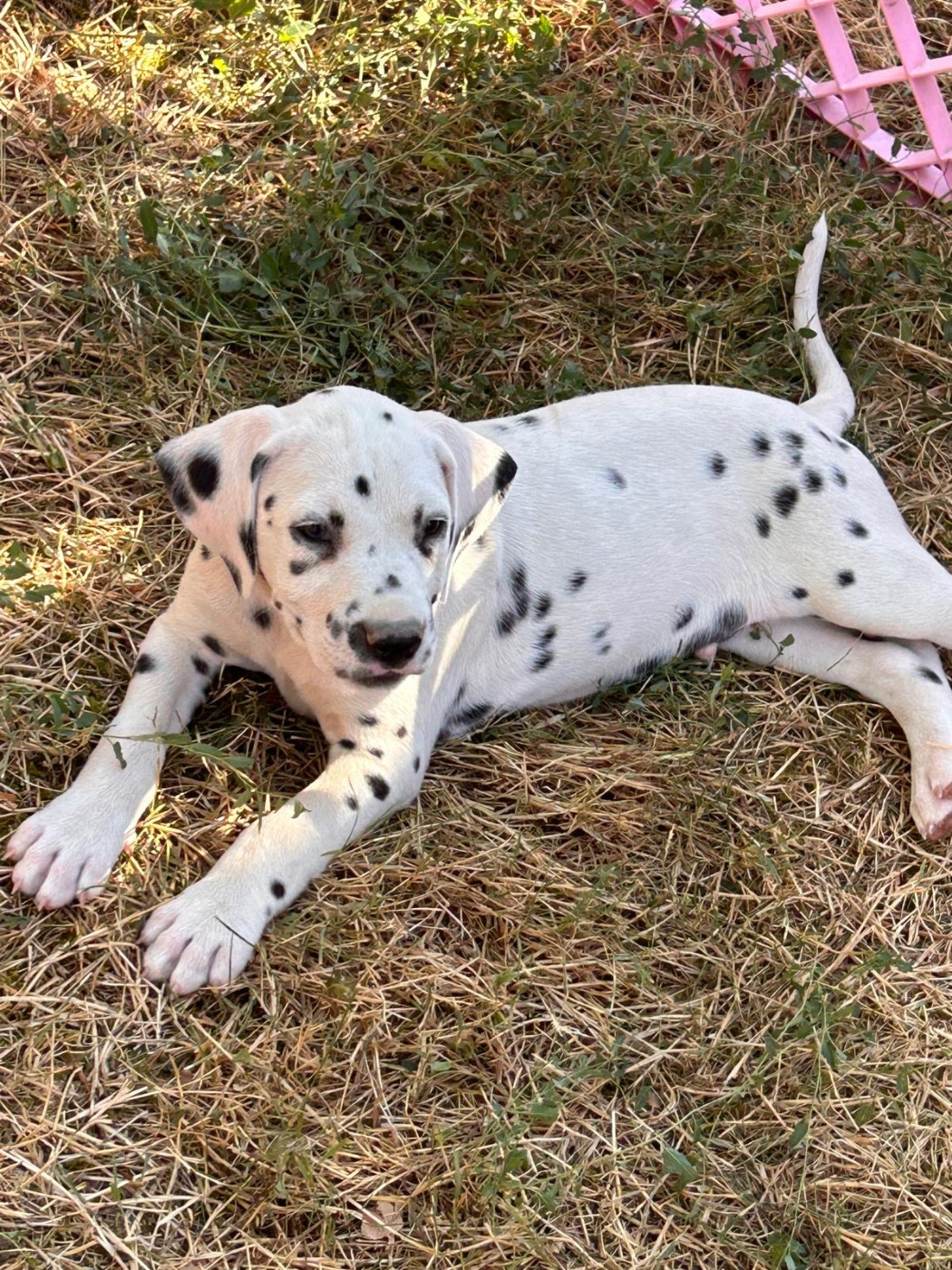 Des Gardiennes De La Vallée Du Cher - Chiots disponibles - Dalmatien