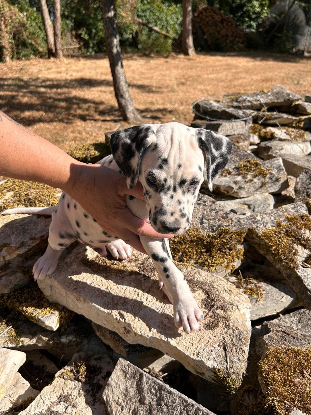 Des Gardiennes De La Vallée Du Cher - Chiots disponibles - Dalmatien