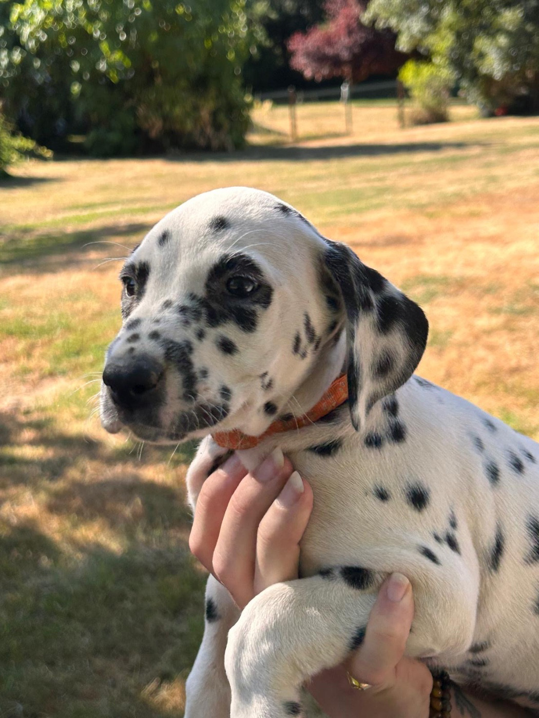 Des Gardiennes De La Vallée Du Cher - Chiots disponibles - Dalmatien