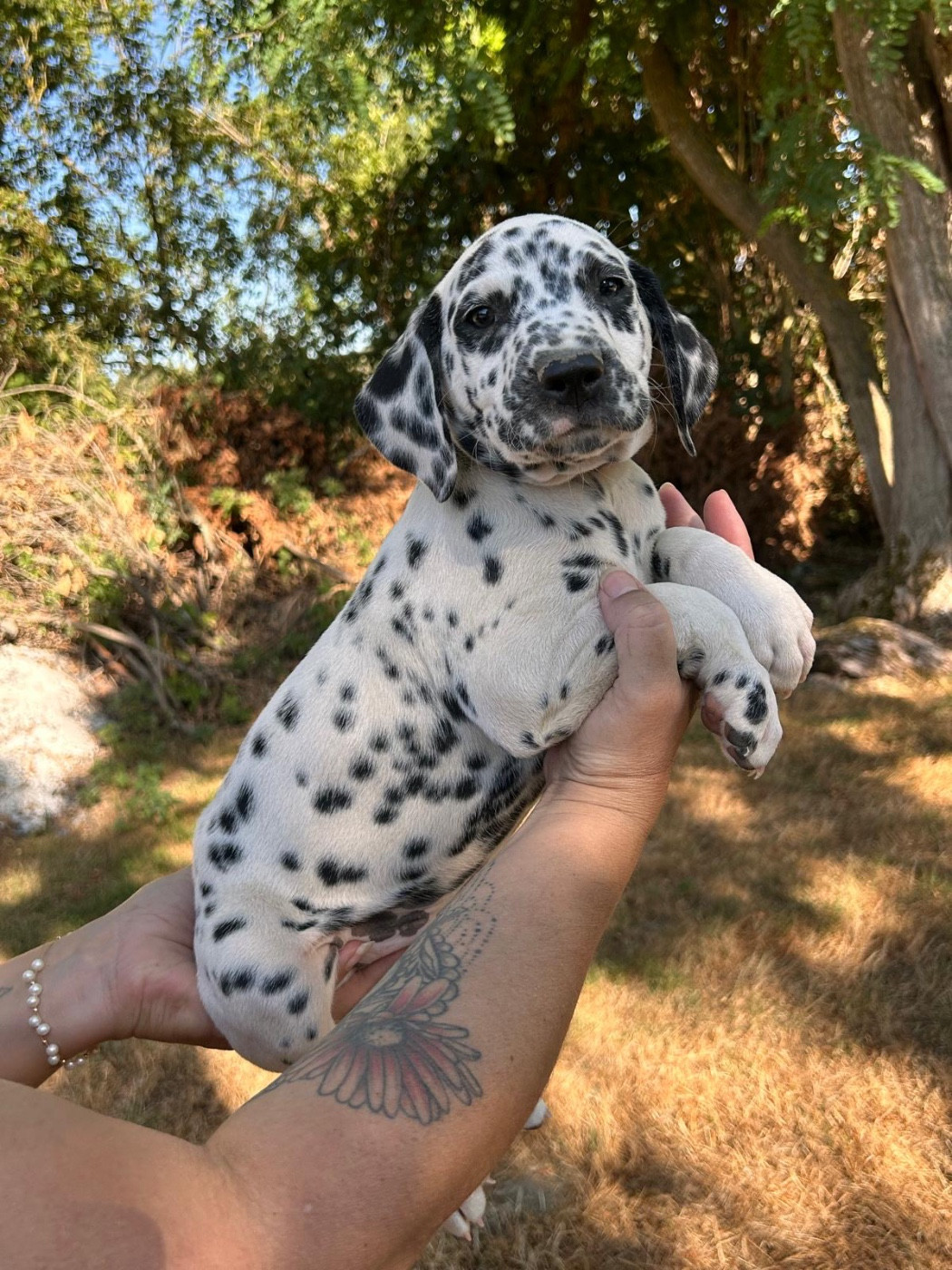 Des Gardiennes De La Vallée Du Cher - Chiots disponibles - Dalmatien