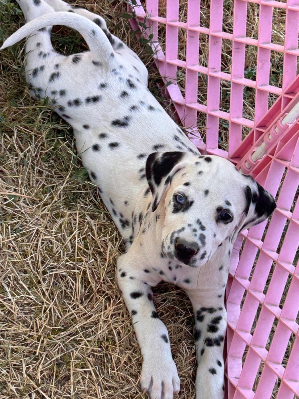 Des Gardiennes De La Vallée Du Cher - Chiots disponibles - Dalmatien