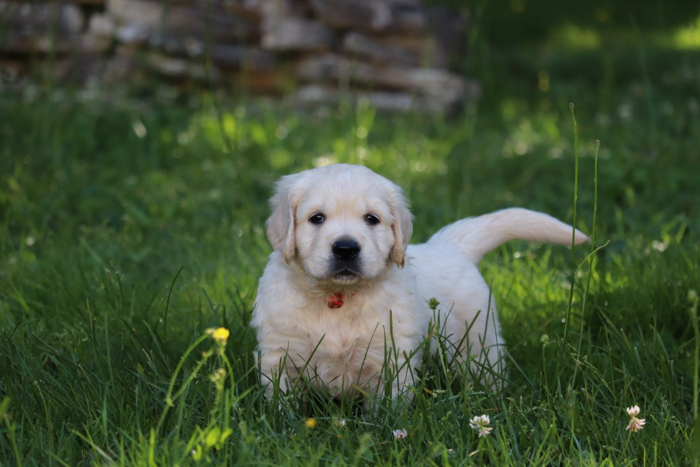 Des Gardiennes De La Vallée Du Cher - Chiots disponibles - Golden Retriever