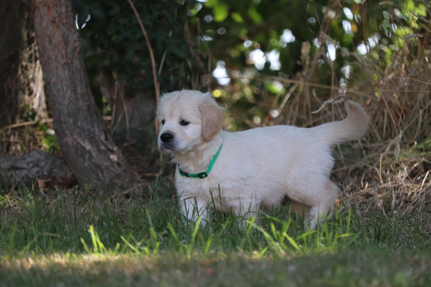 Des Gardiennes De La Vallée Du Cher - Chiots disponibles - Golden Retriever