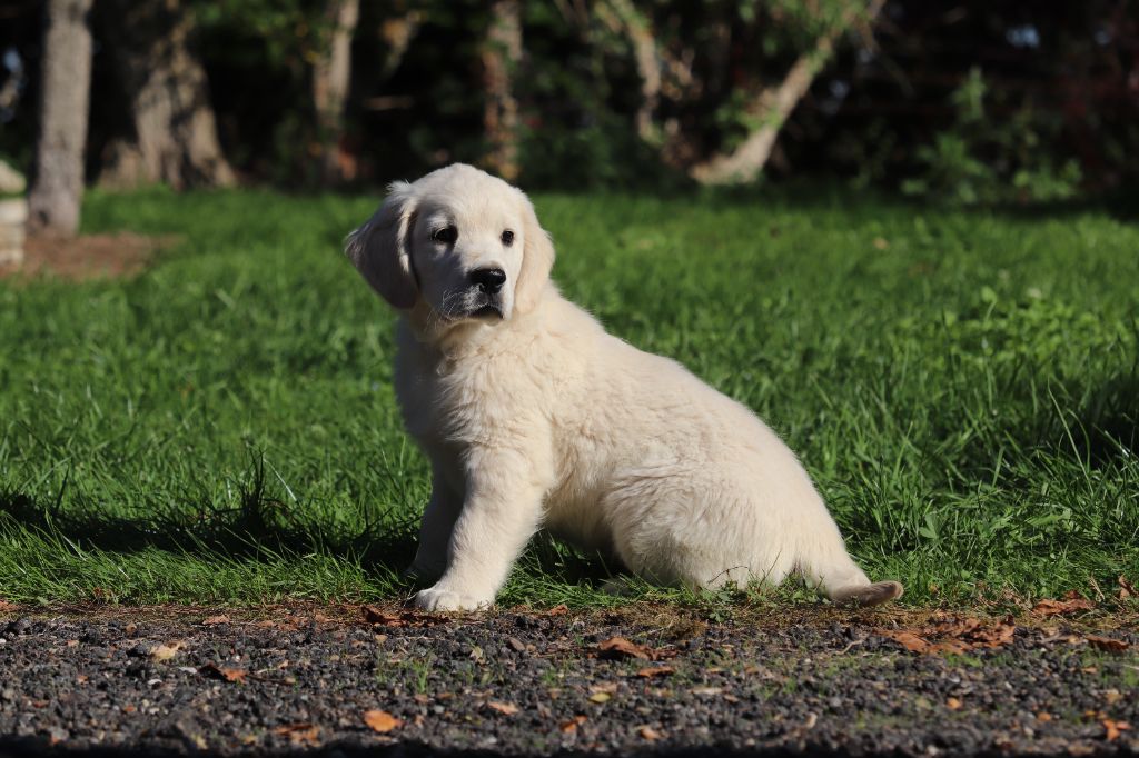 Des Gardiennes De La Vallée Du Cher - Chiots disponibles - Golden Retriever
