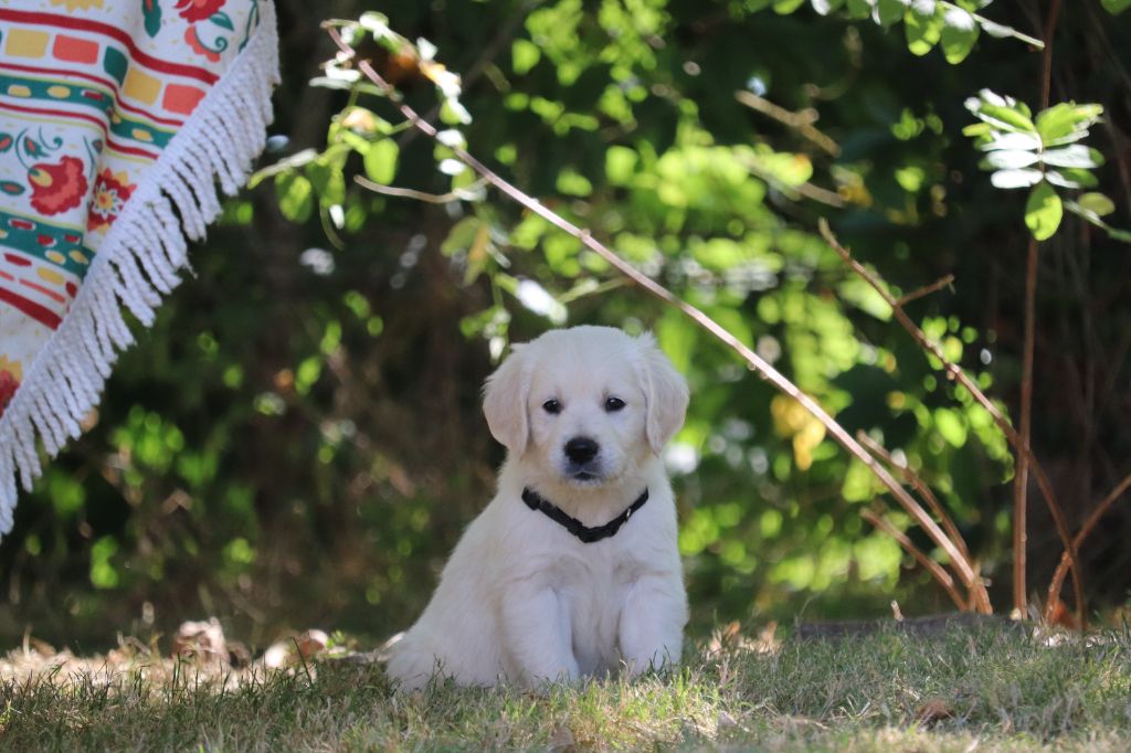 Des Gardiennes De La Vallée Du Cher - Chiots disponibles - Golden Retriever